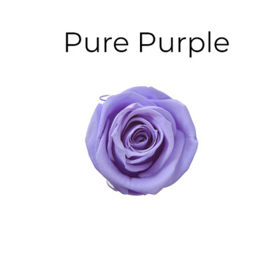 Spray Rose / Pure Purple