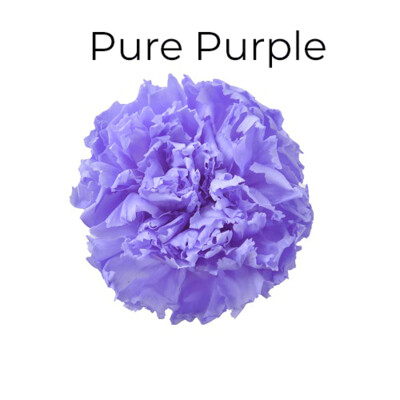 Standard Carnation / Pure Purple