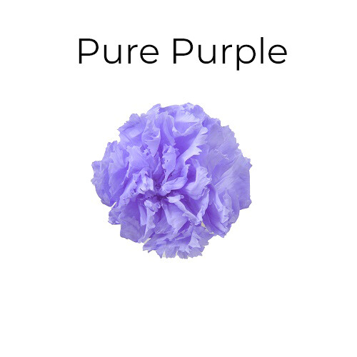 Mini Carnation / Pure Purple