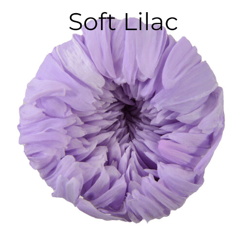 Standard Mum / Soft Lilac