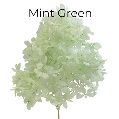 Lime Hydrangea / Mint Green