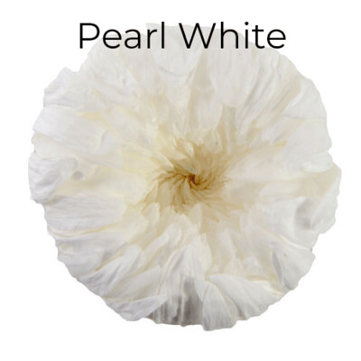 Standard Mum / Pearl White