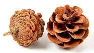 Pine Cones \ Natural