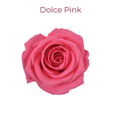 Mediana Rose / Dolce Pink