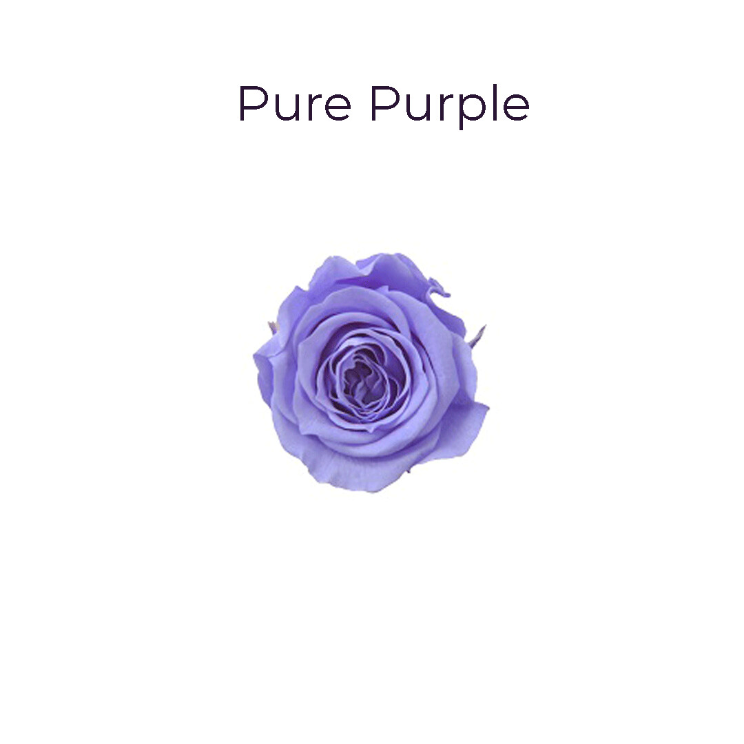 Piccola Blossom Rose / Pure Purple
