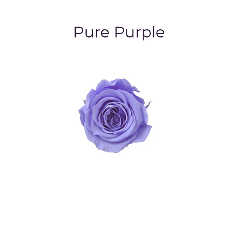 Piccola Blossom Rose / Pure Purple