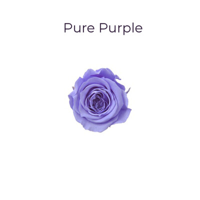 Piccola Blossom Rose / Pure Purple