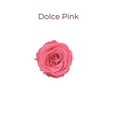 Piccola Blossom Rose / Dolce Pink