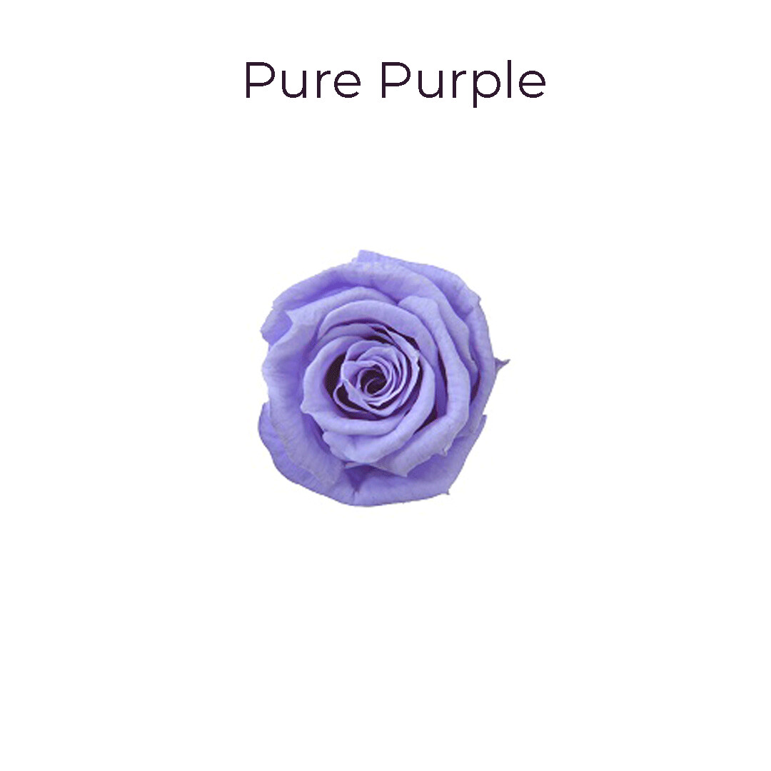 Baby Rose / Pure Purple