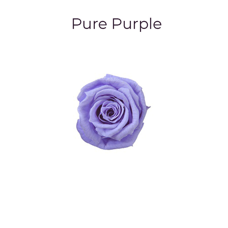 Baby Rose / Pure Purple