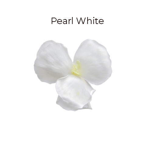 Dianthus / Pearl White
