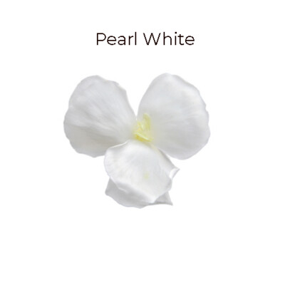Dianthus / Pearl White