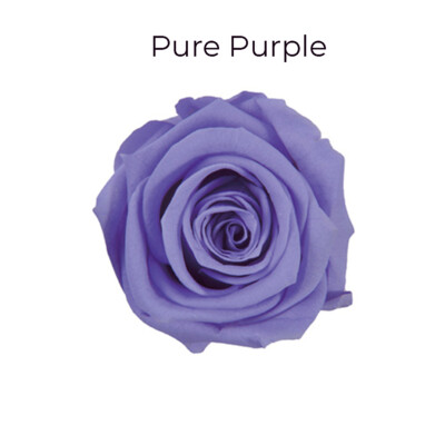 Mediana Rose / Pure Purple