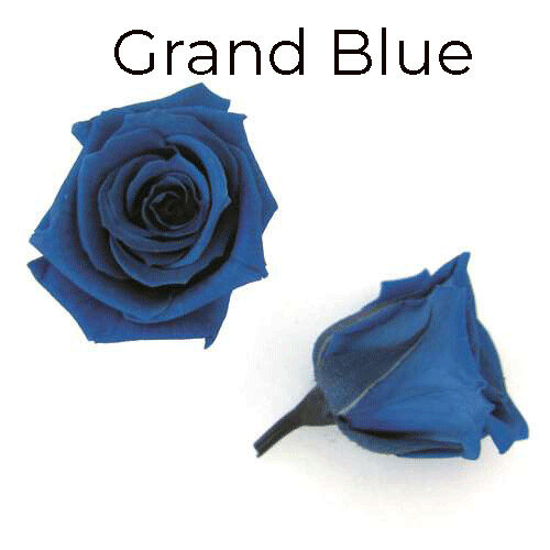Micro Rose / Grand Blue