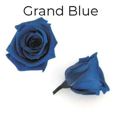 Micro Rose / Grand Blue
