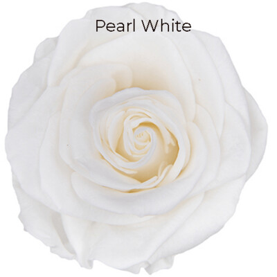 Premium Rose / Pearl White