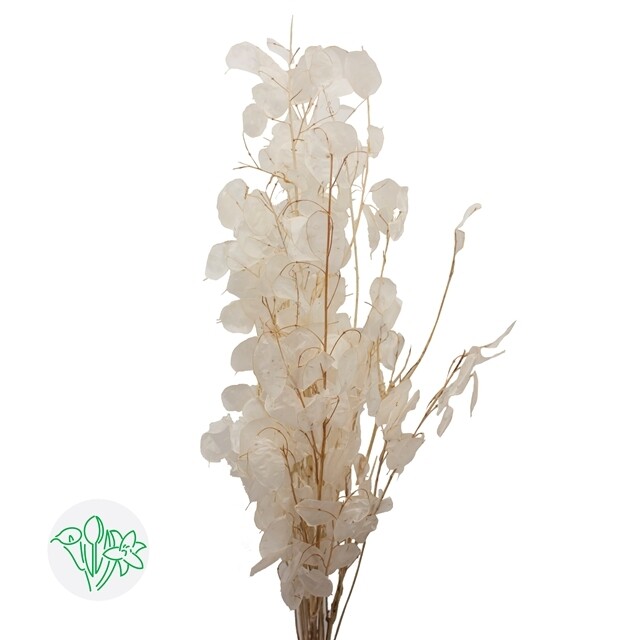 Lunaria Lann / White