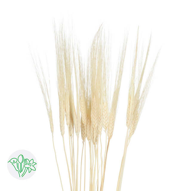 Triticum Wisps Dried / Bleached