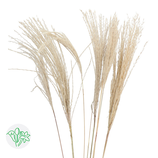 Miscanthus / Natural