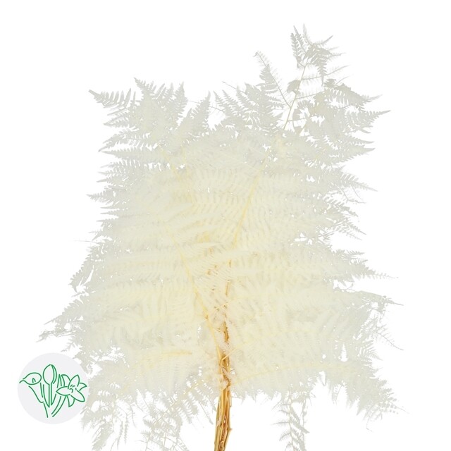 Bracken Fern Preserved / Bleached