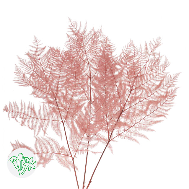 Bracken Fern Preserved / Pink