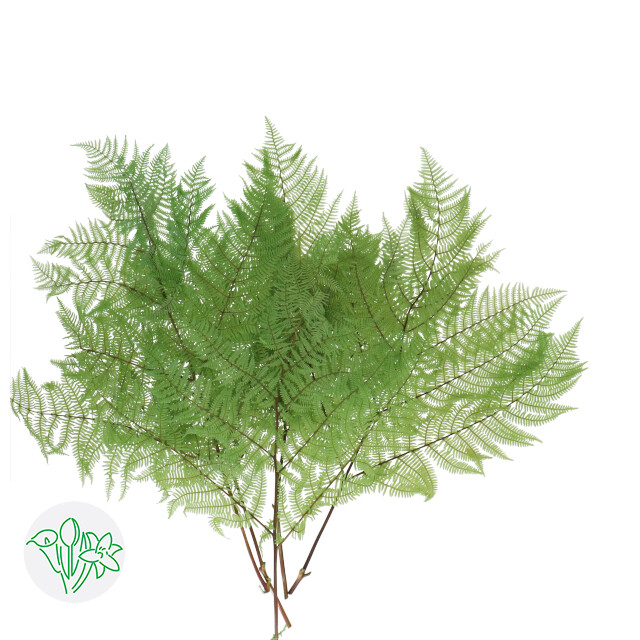 Bracken Fern Preserved / Light Green