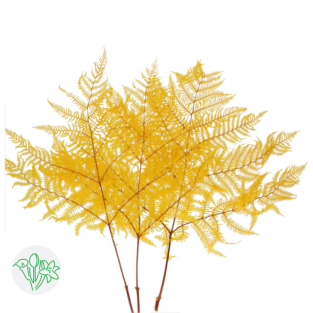Bracken Fern Preserved / Yellow