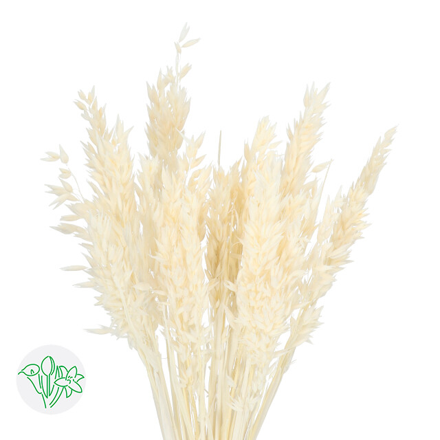 Avena Oats DRIED / Bleached