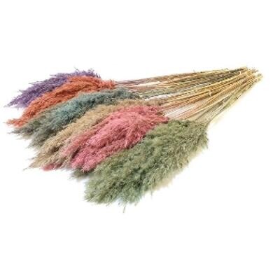 PAMPAS - CORTADERIA