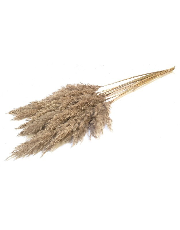 Cortaderia Pampas / Frosted Natural