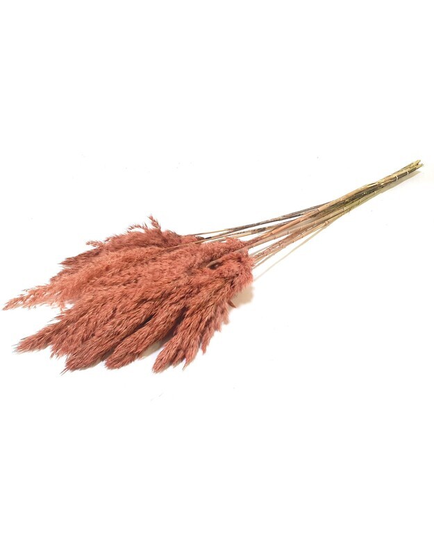 Cortaderia Pampas / Frosted Salmon
