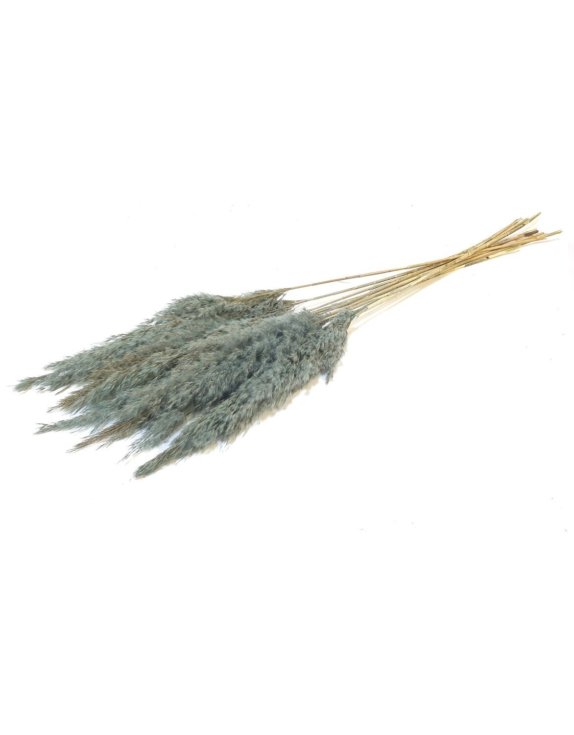Cortaderia Pampas / Frosted Light Blue