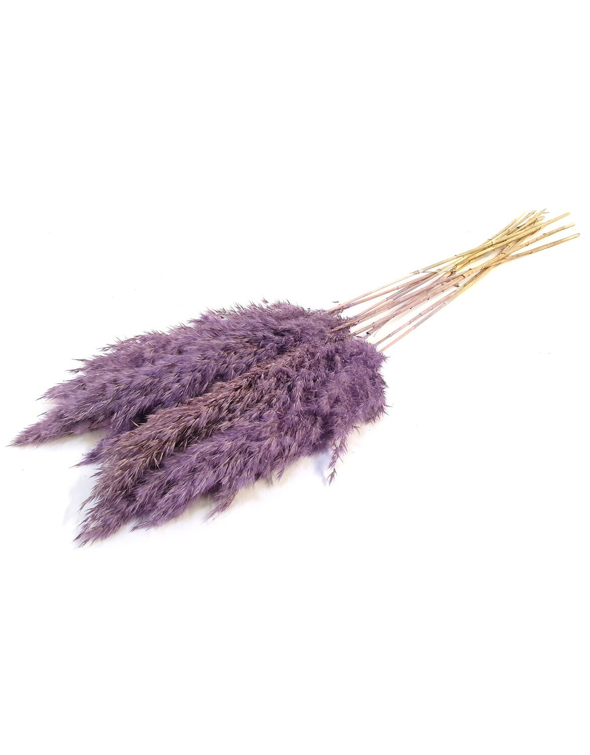 Cortaderia Pampas / Frosted Lilac