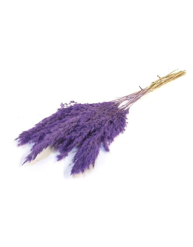 Cortaderia Pampas / Frosted Purple