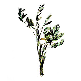 OLIVE TREE - GREEN