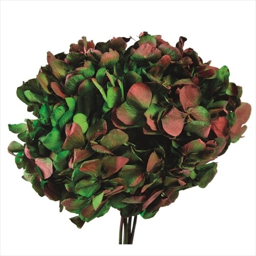 European Ajisai Duo with Stem / Green/Red