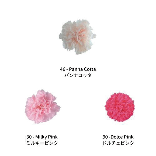 Mini Carnation Color Palette - Warm Sweets