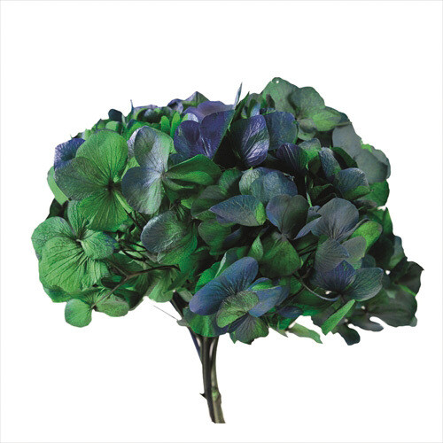 European Ajisai Duo with Stem / Green/Blue