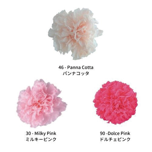 Standard Carnation Color Palette - Warm Sweets