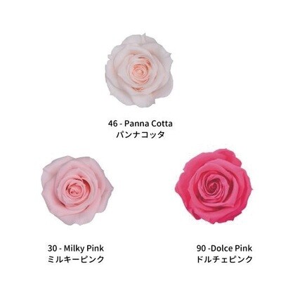 Spray Rose / Color Palette - Warm Sweets