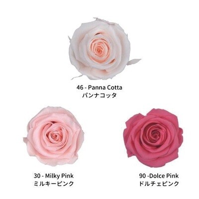 Mediana Rose Color Palette/ Warm Sweets