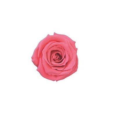 Baby Rose / Dolce Pink