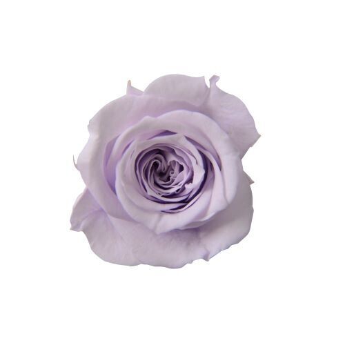 Piccola Blossom Rose / Lavender Fizz