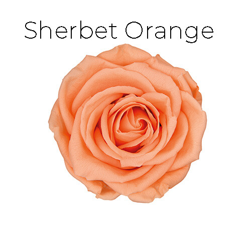 Standard Rose / Sherbet Orange