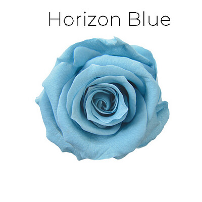 Mediana Rose / Horizon Blue