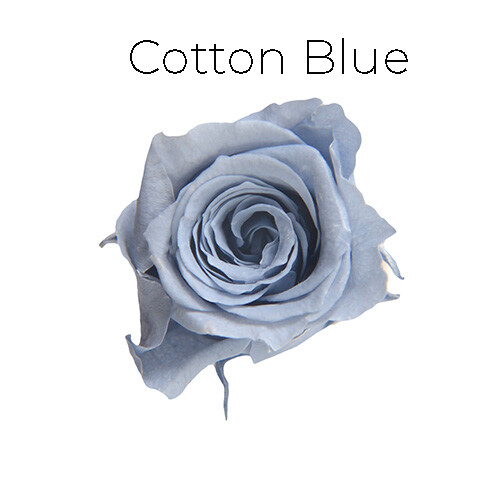 Piccola Blossom Rose / Cotton Blue