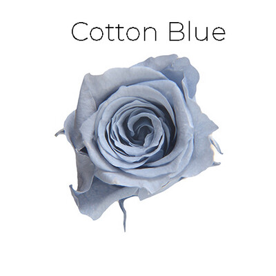 Piccola Blossom Rose / Cotton Blue