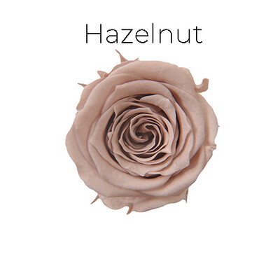 Piccola Blossom Rose / Hazelnut