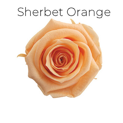 Mediana Rose / Sherbet Orange