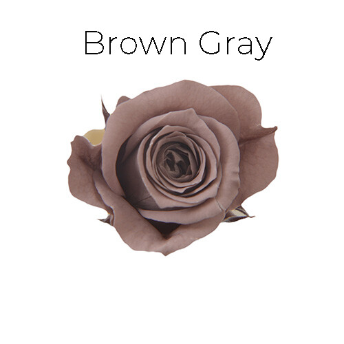 Piccola Blossom Rose / Brown Gray